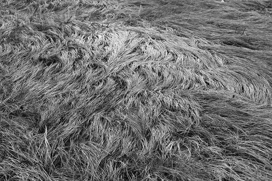 B&W Photo of Dissarayed Salt Weeds.